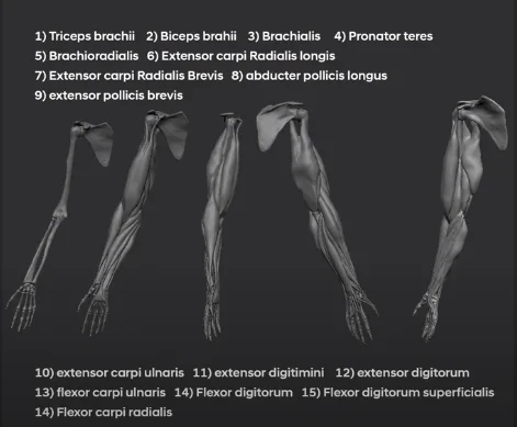upper limb chart.png 1 SA Anatomy | Study Anatomy in 3D