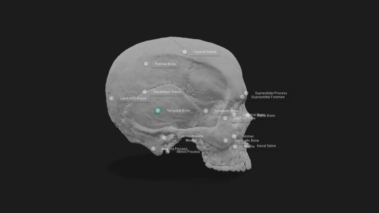 Cranium webapp SA Anatomy | Study Anatomy in 3D